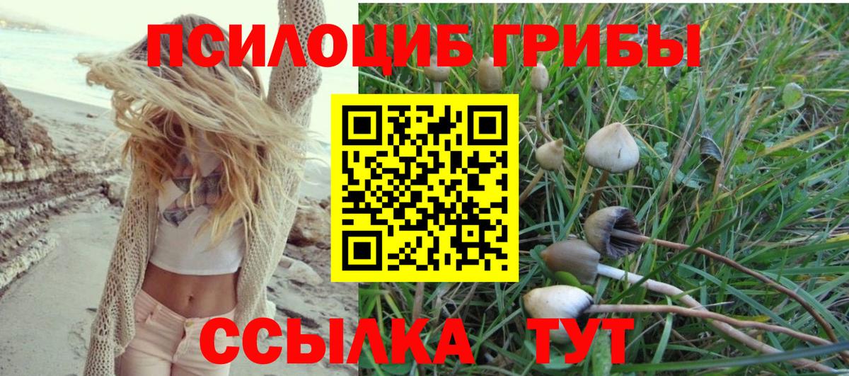 Галлюциногенные грибы Psilocybine cubensis Черкесск